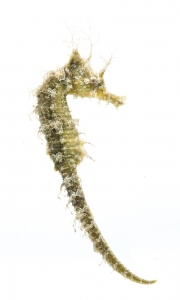 Lined Seahorse (Hippocampus erectus).  Field Studio, Meet Your Neighbours Project.