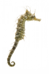 Lined Seahorse (Hippocampus erectus).  Field Studio, Meet Your Neighbours Project.