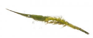 Arrow Shrimp (Tozeuma carolinense).  Field Studio, Meet Your Neighbours Project.