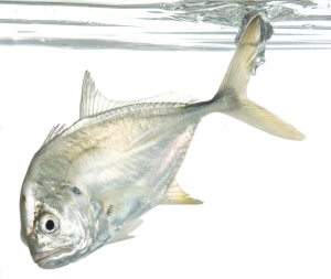 Crevalle Jack (Caranx hippos).  Field Studio, Meet Your Neighbours Project.