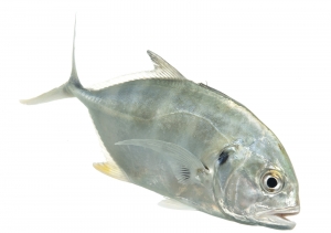 Crevalle Jack (Caranx hippos).  Field Studio, Meet Your Neighbours Project.
