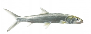 Ladyfish (Elops saurus).  Field Studio, Meet Your Neighbours Project.