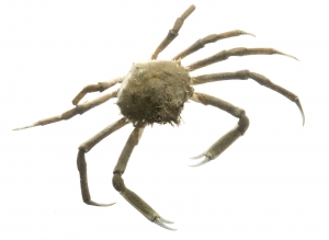 Longnose Spider Crab (Libinia dubia).  Field Studio, Meet your Neighbours Project.