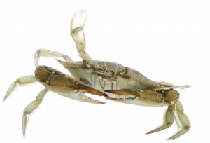 Blue Crab (Callinectes sapidus).  Field Studio, Meet Your Neighbours Project.