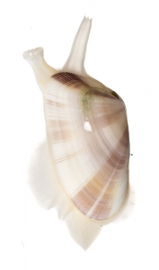 Variable Coquina (Donax variabilis).  Field Studio, Meet Your Neighbours Project.