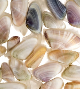 Variable Coquina (Donax variabilis).  Field Studio, Meet Your Neighbours Project.