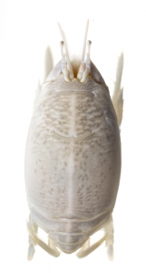 Sand Crab (Sand Flea) (Emerita sp.).  Field Studio, Meet Your Neighbours Project.