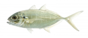 Blue Runner (Caranx crysos).  Field Studio, Meet Your Neighbours Project.