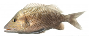 White Grunt (Haemulon plumierii).  Field Studio, Meet Your Neighbours Project.