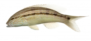 Sand Perch (Squirrelfish) (Diplectrum formosum).  Field Studio, Meet your Neighbours Project.