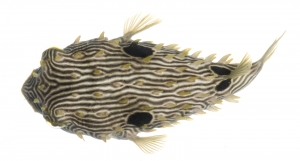 Striped Burrfish (Chilomycterus schoepfii).  Field Studio, Meet Your Neighbours Project.
