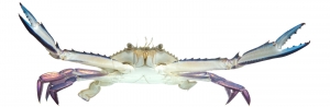 Iridescent Swimming Crab (Portunus gibbesii).  Field Studio, Meet Your Neighbours Project.