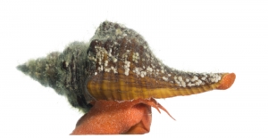 Florida Horse Conch (Pleuroploca gigantea). Field Studio, Meet Your Neighbours Project.