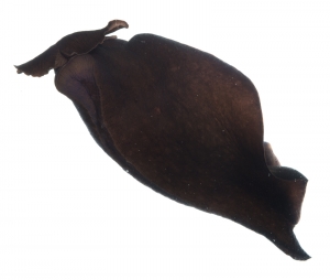 Atlantic Black Seahare (Aplysia morio). Field Studio, Meet Your Neighbours Project.