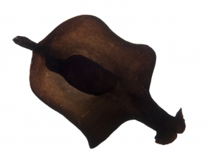 Atlantic Black Seahare (Aplysia morio). Field Studio, Meet Your Neighbours Project.