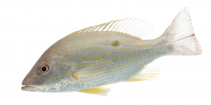 Lane Snapper (Lutjanus synagris). Field Studio, Meet Your Neighbours Project.