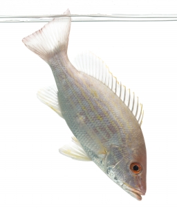 Lane Snapper (Lutjanus synagris). Field Studio, Meet Your Neighbours Project.