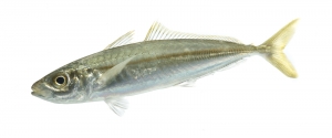 Round Scad (Decapterus punctatus). Field Studio, Meet Your Neighbours Project.