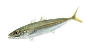 Round Scad (Decapterus punctatus). Field Studio, Meet Your Neighbours Project.
