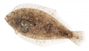 Channel Flounder (Syacium micrurum). Field Studio, Meet Your Neighbours Project.