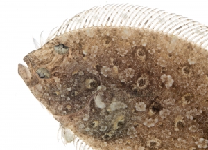 Channel Flounder (Syacium micrurum). Field Studio, Meet Your Neighbours Project.