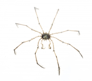 Neck Crab (Podochela sp.). Field Studio, Meet Your Neighbours Project.