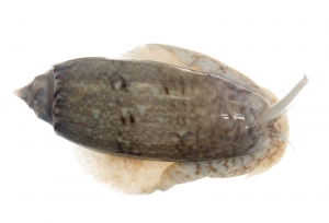 Lettered Olive (Oliva sayana). Field Studio, Meet Your Neighbours Project.