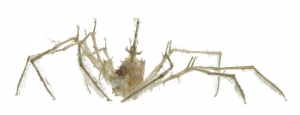 Neck Crab (Podochela sp.). Field Studio, Meet Your Neighbours Project.
