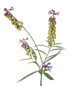 Showy Milkwort (Polygala grandiflora). Field Studio, Meet Your Neighbours Project.