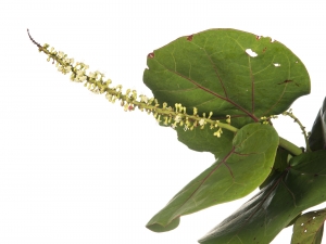 Seagrape (Coccoloba uvifera).  Field Studio, Meet Your Neighbours Project.
