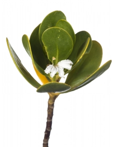 Gullfeed (Inkberry) (Scaevola plumieri).  Field Studio, Meet Your Neighbours Project.