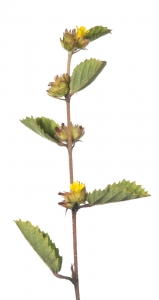 Uhaloa (Sleepy Morning) (Waltheria indica). Field Studio, Meet Your Neighbours Project.