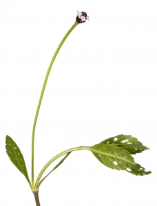 Turkey Tangle Fogfruit (Phyla nodiflora).  Field Studio, Meet Your Neighbours Project.
