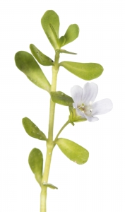 Herb of Grace (Bacopa monnieri).  Field Studio, Meet Your Neighbours Project.