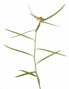 Fire on the Mountain (Euphorbia cyathophora).  Field Studio, Meet Your Neighbours Project.