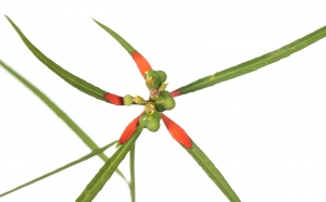 Fire on the Mountain (Euphorbia cyathophora).  Field Studio, Meet Your Neighbours Project.