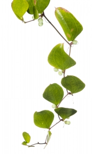 Laurel Greenbrier (Smilax laurifolia).  Field Studio, Meet Your Neighbours Project.