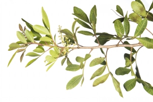 Brazlian Pepper-tree (Schinus terebinthifolius).  Field Studio, Meet Your Neighbours Project.