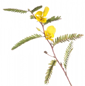 Partridge Pea (Chamaecrista fasciculata).  Field Studio, Meet Your Neighbours Project.