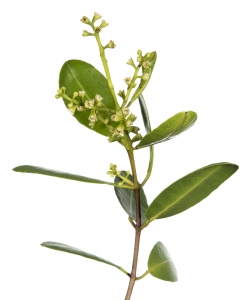 White Mangrove (Laguncularia racemosa).  Field Studio, Meet Your Neighbours Project.