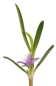 Shoreline Seapurslane (Sesuvium portulacastrum).  Field Studio, Meet Your Neighbours Project.