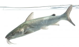 Hardhead Catfish (Ariopsis felis). Field Studio, Meet Your Neighbours Project.
