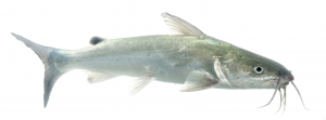 Hardhead Catfish (Ariopsis felis). Field Studio, Meet Your Neighbours Project.