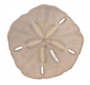 Keyhole Sand Dollar (Mellita tenuis). Field Studio, Meet Your Neighbours Project.