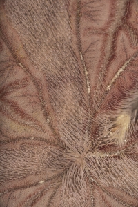 Keyhole Sand Dollar (Mellita tenuis). Field Studio, Meet Your Neighbours Project.