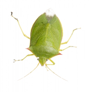 Spined Green Stink Bug (Loxa flavicollis). Field Studio, Meet Your Neighbours Project.